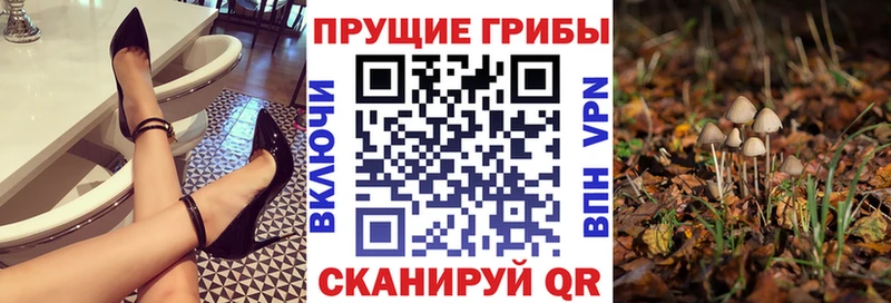 Псилоцибиновые грибы Psilocybine cubensis  Серов 