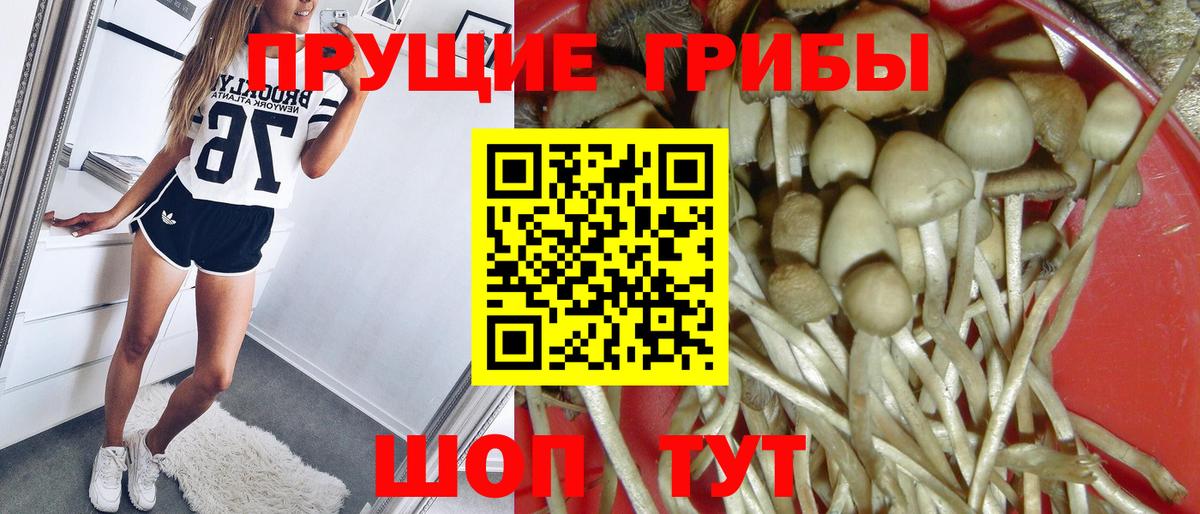 Серов  Псилоцибиновые грибы Psilocybe  Вход с VPN  Псилоцибиновые грибы Psilocybine cubensis 